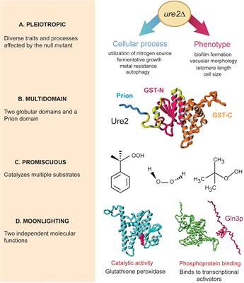 Multiple Forms of Multifunctional Proteins in Health and Disease